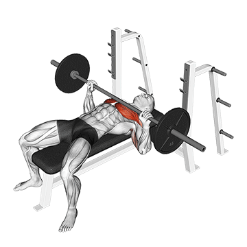 Animated demonstration of the Bench Press exercise